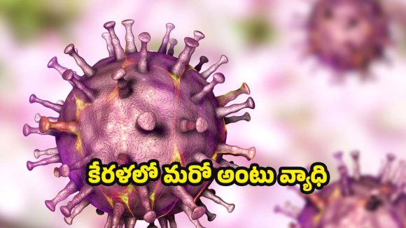 African Swine Fever: ప్రమాదకర రీతిలో ఆఫ్రికన్ స్వైన్ ఫీవర్ వ్యాప్తి.. మరో ముప్పు తప్పదా ?