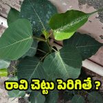 Peepal Tree: ఇంటి గోడపై రావి చెట్టు పెరగడం శుభమా ? అశుభమా ?