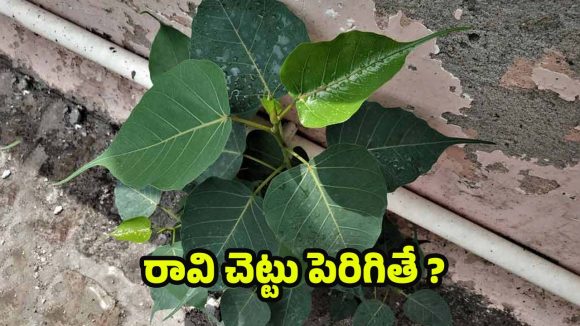 Peepal Tree: ఇంటి గోడపై రావి చెట్టు పెరగడం శుభమా ? అశుభమా ?