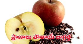 Apple Seeds: నమ్మలేని నిజం.. యాపిల్ విత్తనాలు తింటే ప్రాణానికే ప్రమాదమా?
