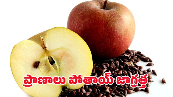 Apple Seeds: నమ్మలేని నిజం.. యాపిల్ విత్తనాలు తింటే ప్రాణానికే ప్రమాదమా?