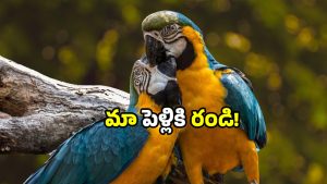 Bird wedding festival: ఇక్కడ యువకులకు పెళ్లి నిల్.. పక్షులకు మాత్రం గ్యారెంటీ.. ఈ వెరైటీ కల్చర్ ఎందుకంటే?
