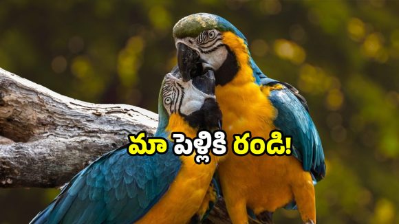 Bird wedding festival: ఇక్కడ యువకులకు పెళ్లి నిల్.. పక్షులకు మాత్రం గ్యారెంటీ.. ఈ వెరైటీ కల్చర్ ఎందుకంటే?