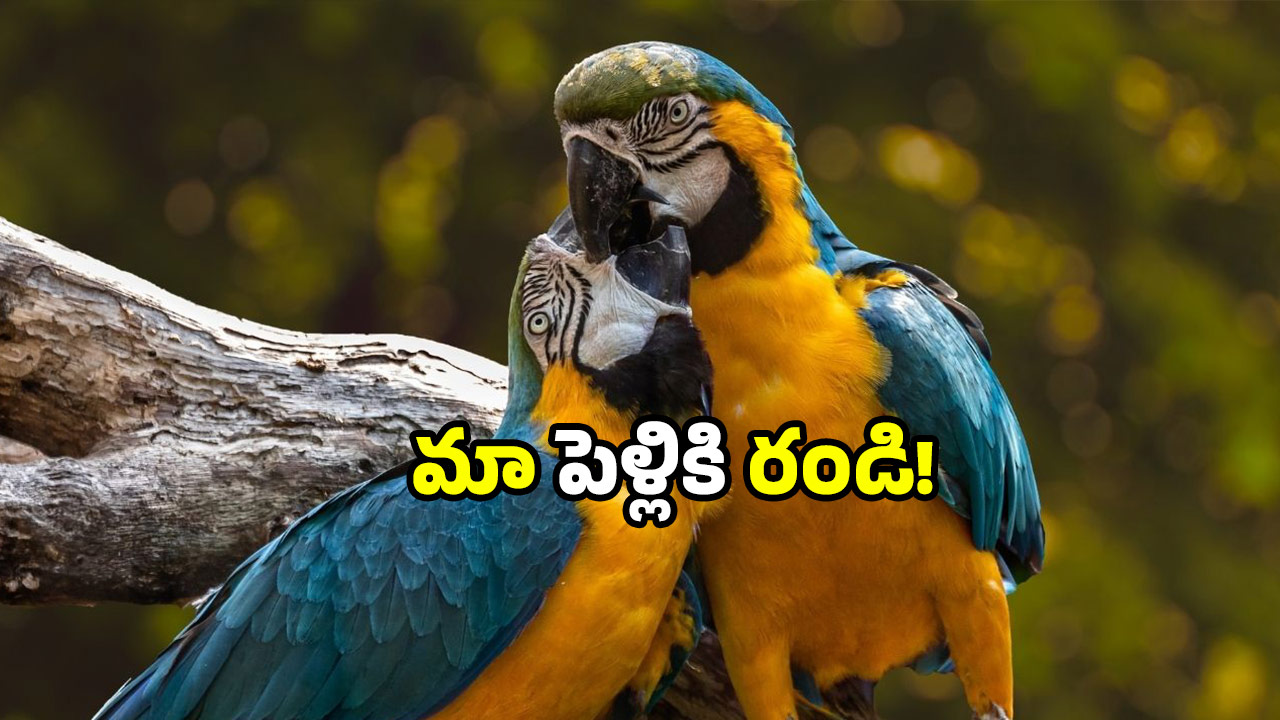 Bird wedding festival: ఇక్కడ యువకులకు పెళ్లి నిల్.. పక్షులకు మాత్రం గ్యారెంటీ.. ఈ వెరైటీ కల్చర్ ఎందుకంటే?