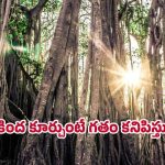 Mystery Banyan Tree: మనసు లోని జ్ఞాపకాలను బయట పెట్టే చెట్టు కథ.. నిజమా? భ్రమేనా?