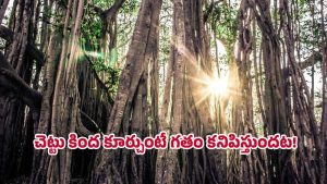 Mystery Banyan Tree: మనసు లోని జ్ఞాపకాలను బయట పెట్టే చెట్టు కథ.. నిజమా? భ్రమేనా?