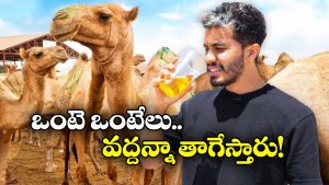 Camel Urine: ఆ దేశ ప్రజలు ఒంటె మూత్రం తాగుతారట.. కారణం తెలిస్తే మీరూ కావాలంటరేమో!
