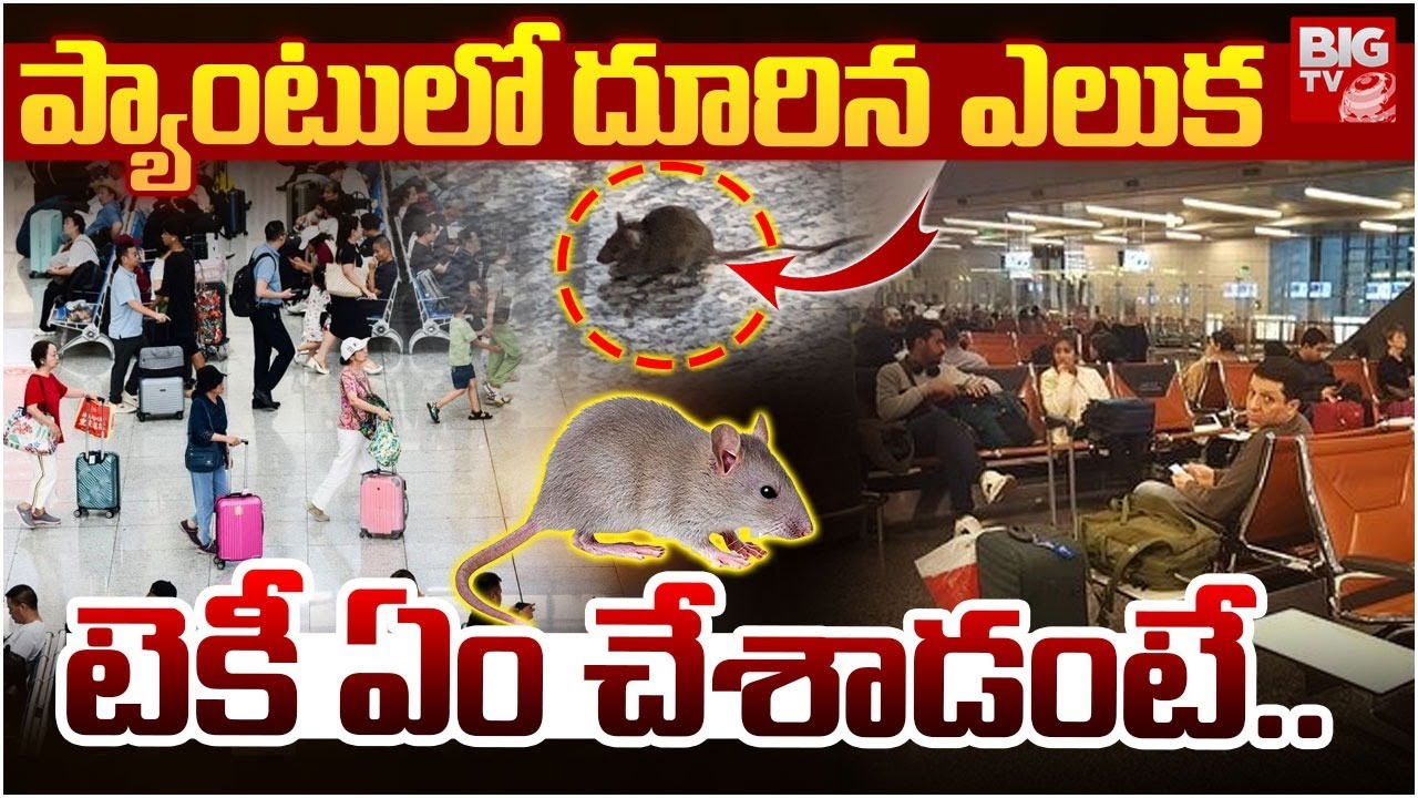 Latest News: విమానాశ్రమంలో ప్రయాణికుడి ఫ్యాంట్‌లోకి దూరిన ఎలుక..