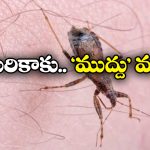 Kissing Bug: కిస్సింగ్ బగ్.. అమెరికాను వణికిస్తున్న ఈ కీటకం.. ఏం చేస్తుందో తెలుసా?