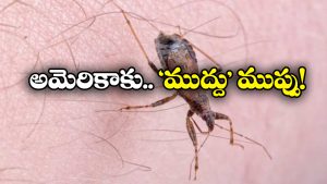 Kissing Bug: కిస్సింగ్ బగ్.. అమెరికాను వణికిస్తున్న ఈ కీటకం.. ఏం చేస్తుందో తెలుసా?