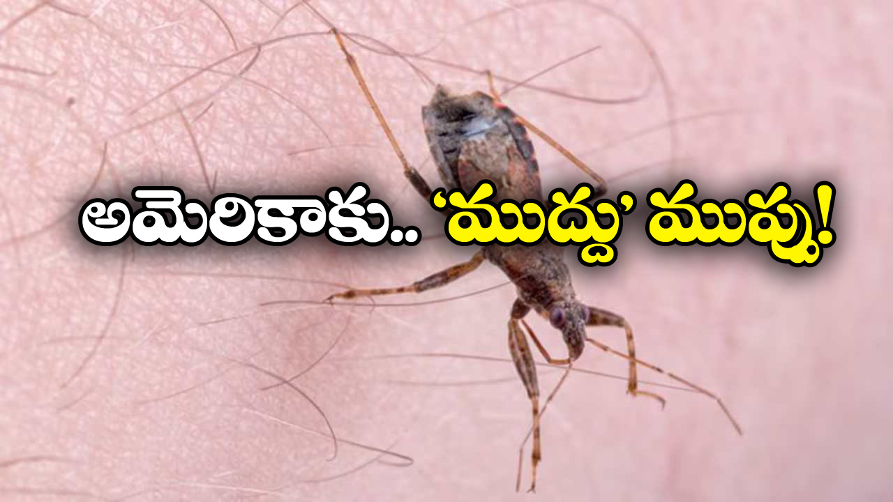 Kissing Bug: కిస్సింగ్ బగ్.. అమెరికాను వణికిస్తున్న ఈ కీటకం.. ఏం చేస్తుందో తెలుసా?