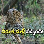 Leopard attack: చిరుత పులి వచ్చింది.. కోడిని వేటాడి వెళ్లింది.. ఏపీలో ఘటన!