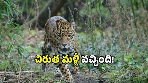 Leopard attack: చిరుత పులి వచ్చింది.. కోడిని వేటాడి వెళ్లింది.. ఏపీలో ఘటన!