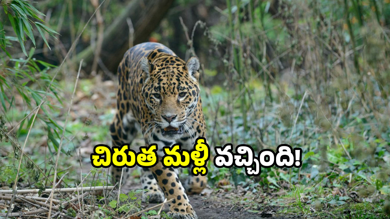Leopard attack: చిరుత పులి వచ్చింది.. కోడిని వేటాడి వెళ్లింది.. ఏపీలో ఘటన!