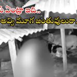 Medak District: రెచ్చిపోతున్న కామాంధులు.. ఛీ ఛీ గేదెపై అత్యాచారం, ఎక్కడో కాదు..!