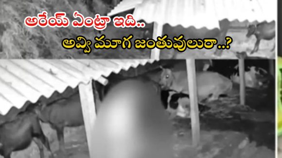 Medak District: రెచ్చిపోతున్న కామాంధులు.. ఛీ ఛీ గేదెపై అత్యాచారం, ఎక్కడో కాదు..!