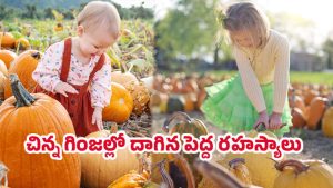 Pumpkin Seeds: గుమ్మడి గింజలు తింటున్నారా..? వచ్చే మార్పులు ఇవే!