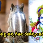 Ramayana Story: ఎలుక పై మూడు గీతలు వెనుక శ్రీరాముడి మహిమ? మీకు తెలుసా?