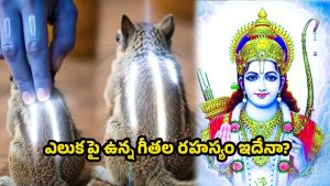Ramayana Story: ఎలుక పై మూడు గీతలు వెనుక శ్రీరాముడి మహిమ? మీకు తెలుసా?
