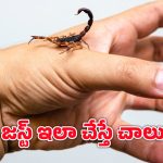 Scorpion Bite: తేలు కుట్టిన చోట వెంటనే ఇలా చేయండి.. లేదంటే?