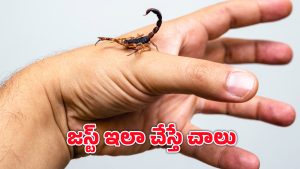 Scorpion Bite: తేలు కుట్టిన చోట వెంటనే ఇలా చేయండి.. లేదంటే?