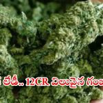 Shamshabad Airport: శంషాబాద్ ఎయిర్‌పోర్టులో రూ.12 కోట్ల విలువవైన గంజాయి పట్టివేత