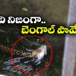 Viral Video: వరదలో పాము.. చేపను పట్టుకొని జంప్.. వీడియో చూసారా?