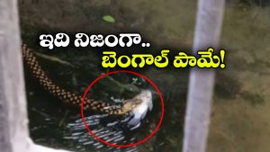 Viral Video: అరే.. బెంగాల్ లో పాములు కూడా అంతేనా, నిజంగా క్రేజీ గురూ!