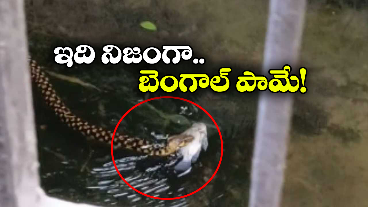 Viral Video: వరదలో పాము.. చేపను పట్టుకొని జంప్.. వీడియో చూసారా?