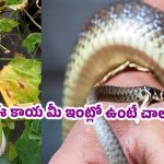 Snake Bite: నిజమా? బోడ కాకరకాయ పాము విషానికి ఔషధమా?
