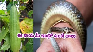 Snake Bite: నిజమా? బోడ కాకరకాయ పాము విషానికి ఔషధమా?