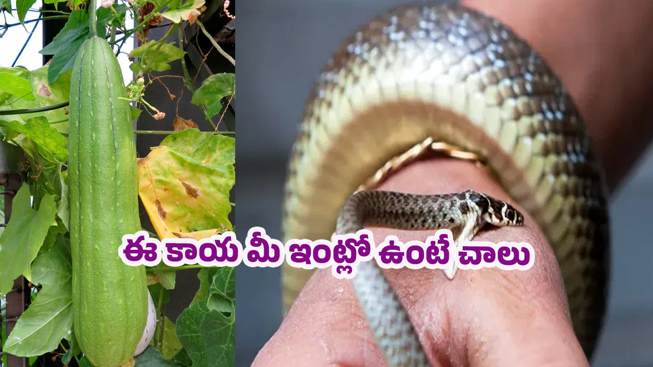 Snake Bite: నిజమా? బోడ కాకరకాయ పాము విషానికి ఔషధమా?