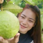 Guava Benefits: ఇంట్లో ఉన్న కాయతో ఇన్ని ప్రయోజనాలా? అదేంటో తెలిస్తే అస్సలు నమ్మలేరు
