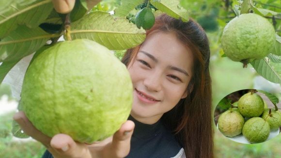 Guava Benefits: ఇంట్లో ఉన్న కాయతో ఇన్ని ప్రయోజనాలా? అదేంటో తెలిస్తే అస్సలు నమ్మలేరు