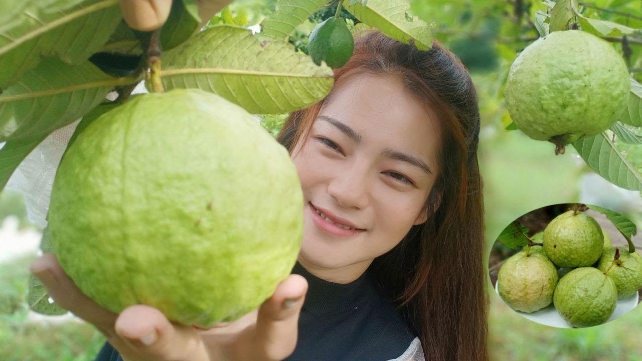 Guava Benefits: ఇంట్లో ఉన్న కాయతో ఇన్ని ప్రయోజనాలా? అదేంటో తెలిస్తే అస్సలు నమ్మలేరు