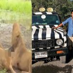 Bangkok Zoo Horror: దారుణం.. జూకీపర్‌ను చంపి పీక్కుతిన్న సింహాలు