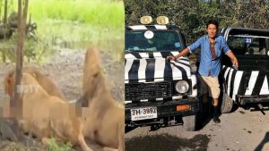 Bangkok Zoo Horror: దారుణం.. జూకీపర్‌ను చంపి పీక్కుతిన్న సింహాలు