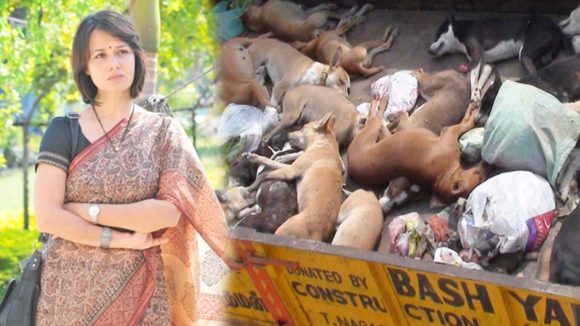 Nizamabad News: చందాలు వేసుకొని మరీ.. 80 వీధి కుక్కలను చంపేసిన గ్రామస్తులు, రంగంలోకి అమల?