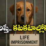 Stray Dogs: వీధి కుక్కలకు జీవిత ఖైదు.. జైల్లో పెట్టి మక్కెలు ఇరగదీసుడే.. ప్రభుత్వం కీలక నిర్ణయం!