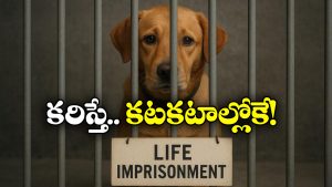 Stray Dogs: వీధి కుక్కలకు జీవిత ఖైదు.. జైల్లో పెట్టి మక్కెలు ఇరగదీసుడే.. ప్రభుత్వం కీలక నిర్ణయం!