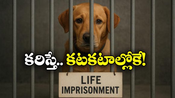 Stray Dogs: వీధి కుక్కలకు జీవిత ఖైదు.. జైల్లో పెట్టి మక్కెలు ఇరగదీసుడే.. ప్రభుత్వం కీలక నిర్ణయం!