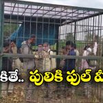 Forest Officials: గ్రామస్తులకు తిక్కరేగింది.. పులికి ఎరగా ఫారెస్టు అధికారులు, బోనులో పెట్టి మరీ..