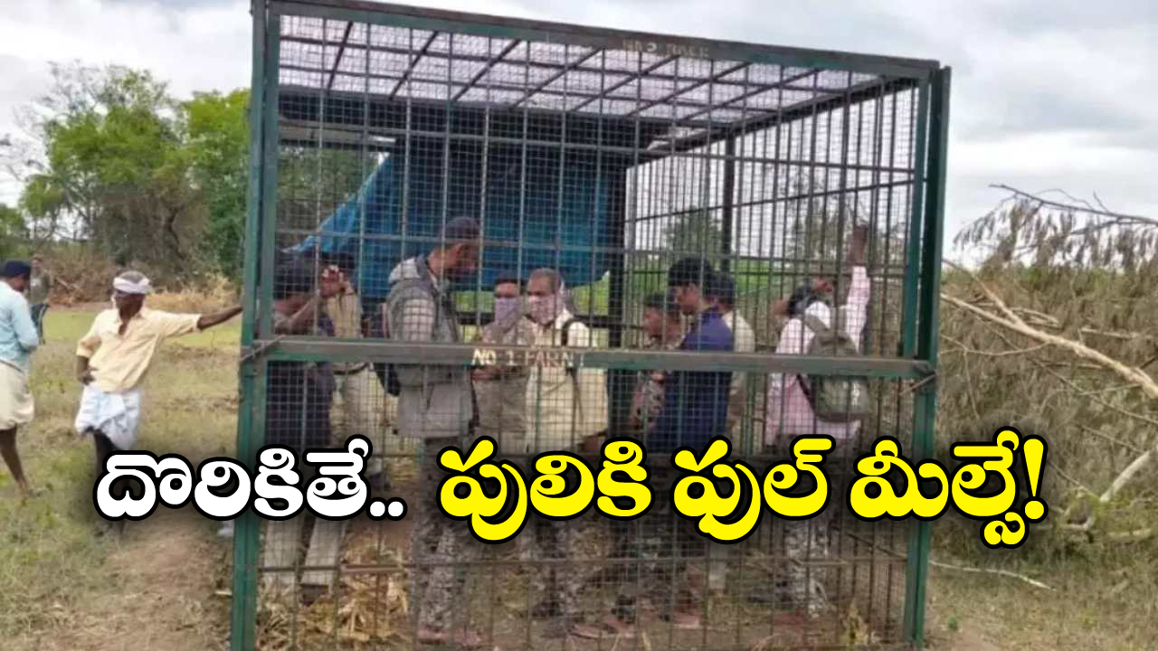 Forest Officials: గ్రామస్తులకు తిక్కరేగింది.. పులికి ఎరగా ఫారెస్టు అధికారులు, బోనులో పెట్టి మరీ..