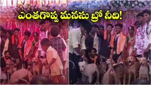 Viral Video: వీధి కుక్కలే పెళ్లి అతిథులు, నెట్టింట వీడియో వైరల్!