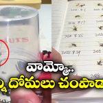 Viral Video: వీడెవడండి బాబు.. చంపిన ప్రతి దోమను దాచిపెట్టి ఏం చేస్తున్నాడంటే?
