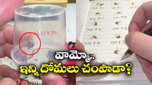 Viral Video: వీడెవడండి బాబు.. చంపిన ప్రతి దోమను దాచిపెట్టి ఏం చేస్తున్నాడంటే?