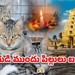 Cats Scarified: 4 ఆలయాలు.. 4 పిల్లులు బలి.. ఆ గ్రామానికి అరిష్టమా?