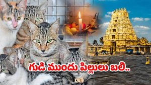Cats Scarified: 4 ఆలయాలు.. 4 పిల్లులు బలి.. ఆ గ్రామానికి అరిష్టమా?