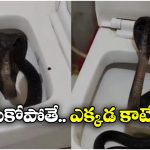 Viral Video: ఫ్లష్ కొట్టగానే.. బుస్సు అంటూ పైకిలేచిన తాచు పాము, పాపం.. గుండె జారింది!