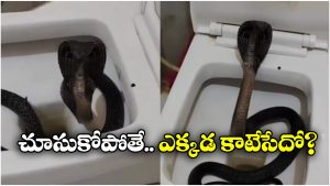 Viral Video: ఫ్లష్ కొట్టగానే.. బుస్సు అంటూ పైకిలేచిన తాచు పాము, పాపం.. గుండె జారింది!